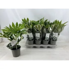   Fatsia japonica 'Spider's Web' – Szobaarália
