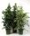 Ficus benjamina mix - Kislevelű fikusz