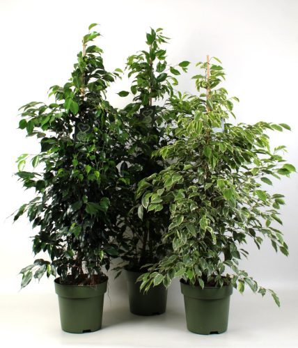 Ficus benjamina mix - Kislevelű fikusz
