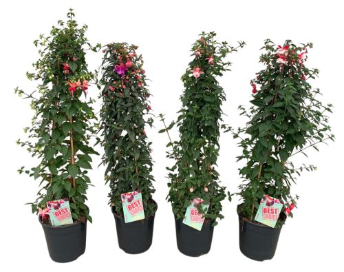  Fuchsia Bella Pyramid mix - Fukszia
