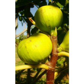 Ficus Carica 'Dottato' - Füge