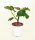 Ficus Carica - Zöld Fügefa