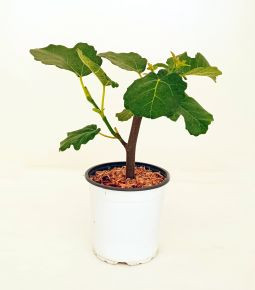 Ficus Carica - Zöld Fügefa