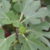 Ficus Carica - Zöld Fügefa