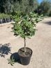 Ficus Carica - Zöld Fügefa