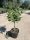 Ficus Carica - Zöld Fügefa