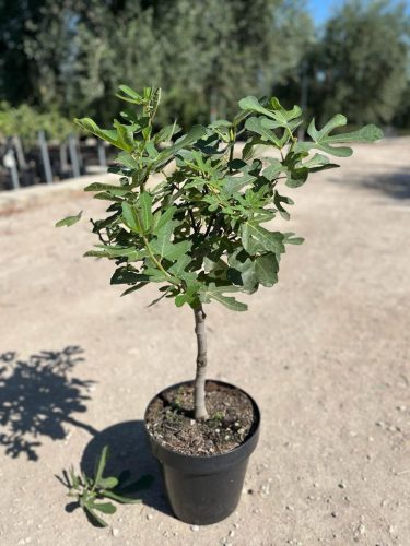 Ficus Carica - Zöld Fügefa