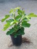 Ficus Carica 'Babits' - Zöld Fügefa