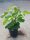 Ficus Carica 'Babits' - Zöld Fügefa