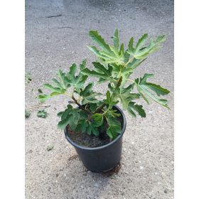 Ficus Carica 'Bagladi' - Zöld Fügefa