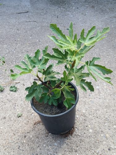 Ficus Carica 'Bagladi' - Zöld Fügefa