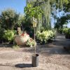 Ficus Carica 'Brown Turkey' -  Fügefa
