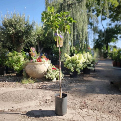 Ficus Carica 'Brown Turkey' -  Fügefa