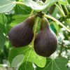 Ficus Carica 'Brown Turkey' -  Fügefa