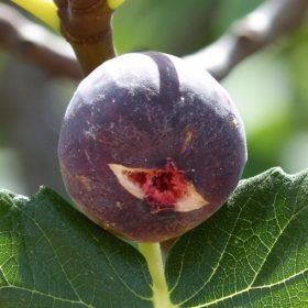 Ficus Carica 'Brogiotto Nero' - Füge
