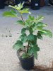Ficus Carica 'Keszthelyi barna' - Zöld Fügefa