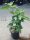 Ficus Carica 'Keszthelyi barna' - Zöld Fügefa