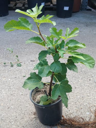 Ficus Carica 'Keszthelyi barna' - Zöld Fügefa