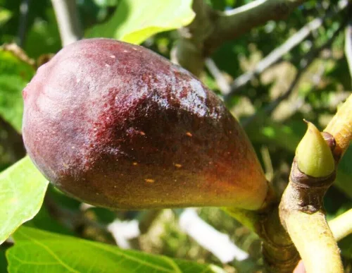 Ficus Carica 'Keszthelyi barna' - Zöld Fügefa