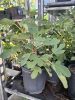 Ficus Carica 'Smyrna' - Zöld Fügefa