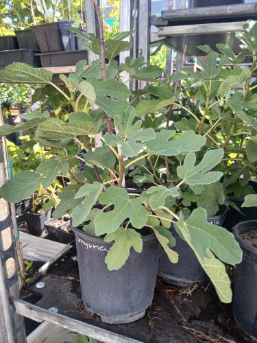 Ficus Carica 'Smyrna' - Zöld Fügefa