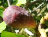 Ficus Carica 'Smyrna' - Zöld Fügefa