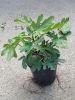 Ficus Carica 'Viola' - Zöld Fügefa
