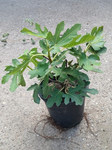 Ficus Carica 'Viola' - Zöld Fügefa