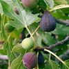 Ficus Carica 'Viola' - Zöld Fügefa