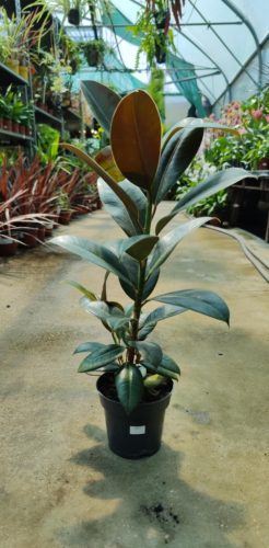 Ficus elastica 'Melany' - Szobafikusz