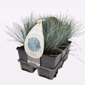   Festuca glauca 'Elijah Blue' - Deres csenkesz (6-os pakk)