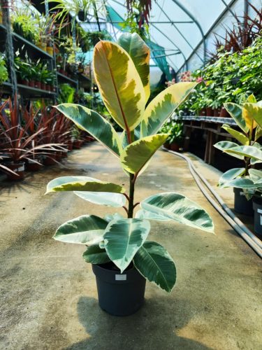 Ficus elastica Tineke - Szobafikusz