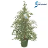Ficus benjamina "Profit - Fikusz