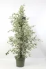 Ficus benjamina "Profit - Fikusz