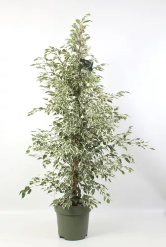Ficus benjamina "Profit - Fikusz