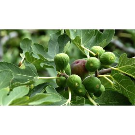   Ficus carica 'Verdino' - Füge (fóliakonténerben)