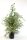 Ficus 'Starlight' - Fikusz