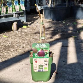 Ficus Gustissimo Beretta - Füge (100% BIO)