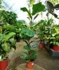 Ficus lyrata - Lantlevelű fikusz