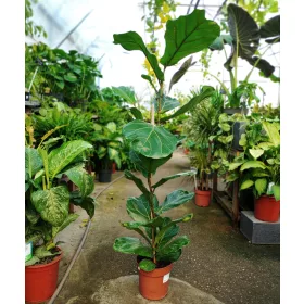 Ficus lyrata - Lantlevelű fikusz