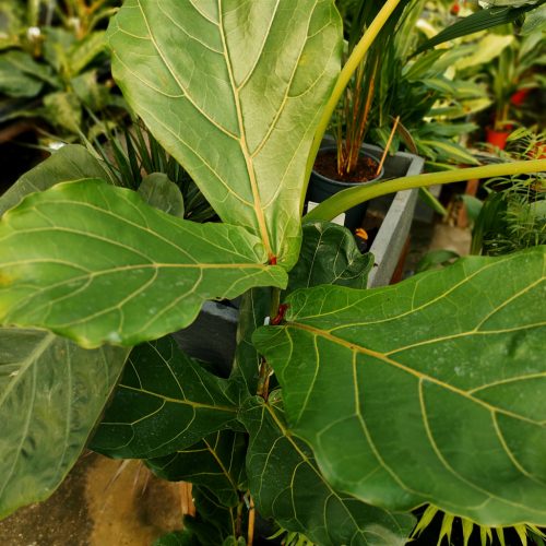 Ficus lyrata - Lantlevelű fikusz