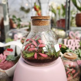 Florárium Hálóslevéllel