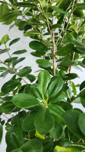 Ficus micr. moclame - Kislevelű Fikusz