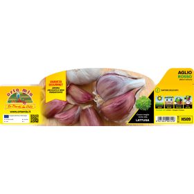 Allium sativum "Gardos" - Fokhagyma 6-OS PAKK