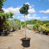 Fraxinus ornus 'Mecsek' - Gömbvirágú Kőrisfa