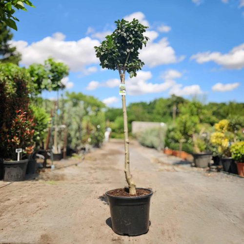 Fraxinus ornus 'Mecsek' - Gömbvirágú Kőrisfa