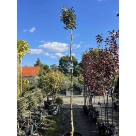 Fraxinus ornus 'Mecsek' - Gömbvirágú Kőrisfa