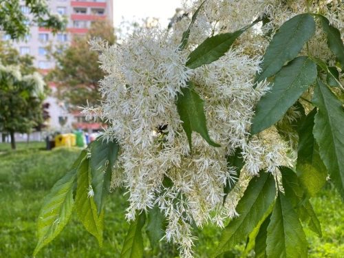 Fraxinus ornus 'Mecsek' - Gömbvirágú Kőrisfa