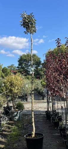 Fraxinus ornus 'Mecsek' - Gömbvirágú Kőrisfa