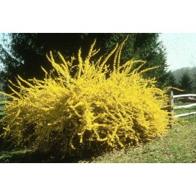   Forsythia intermedia 'Lynwood' - Aranycserje vagy Aranyfa